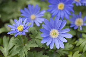 Balkan Anemones -Anemone blanda, Anemone apennina-, flowering, Thuringia, Germany Balkan Anemones -Anemone blanda, Anemone apennina-, flowering, Thuringia, Germany