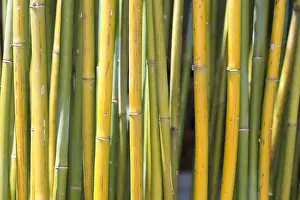 Macro Nature Images Prints: Bamboo
