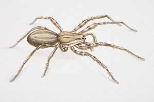 Banana Spider or Brazilian Wandering Spider, Phoneutria fera, side view Banana Spider or Brazilian Wandering Spider, Phoneutria fera, side view