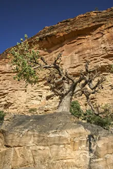 Baoba tree underneath the Bandiagara Escarpment Baoba tree underneath the Bandiagara Escarpment