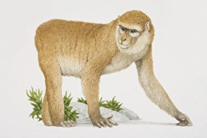 Barbary Ape (macaca sylvanus) on all fours, side view Barbary Ape (macaca sylvanus) on all fours, side view