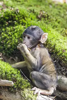 Barbary Macaque Prints: Barbary Macaque -Macaca sylvanus-, monkey baby, captive