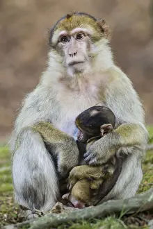 Captive Primate Photography Prints: Barbary Macaque -Macaca sylvanus