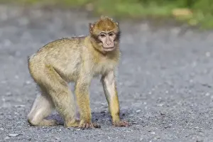 Captive Primate Prints: Barbary Macaque -Macaca sylvanus-, adult, captive, Rhineland-Palatinate, Germany