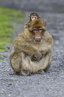 Old World Monkey Portrait Prints: Barbary Macaque -Macaca sylvanus