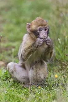 Animals In Captivity Photos Prints: Barbary Macaque -Macaca sylvanus-, young, captive, Rhineland-Palatinate, Germany