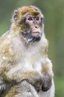Cercopithecidae Family Photos Prints: Barbary Macaque -Macaca sylvanus-, adult, captive, Rhineland-Palatinate, Germany