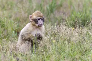 Animals In Captivity Photos Prints: Barbary Macaque -Macaca sylvanus-, young animal, captive, Rhineland-Palatinate, Germany