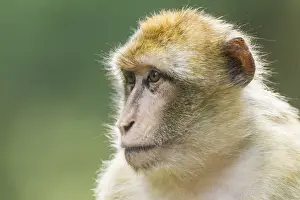 Barbary Macaque -Macaca sylvanus-, captive