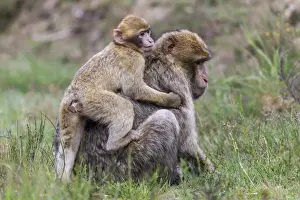 Rhineland Palatinate Wildlife Prints: Barbary Macaques -Macaca sylvanus