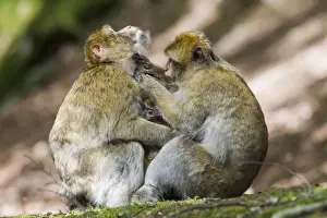 Barbary Macaques Print