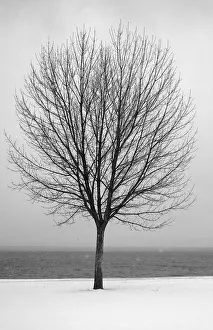 Bare tree all alone Bare tree all alone
