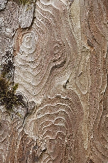 Bark of a Sycamore -Acer pseudoplatanus-, Upper Bavaria, Bavaria, Germany, Europe Bark of a Sycamore -Acer pseudoplatanus-, Upper Bavaria, Bavaria, Germany, Europe