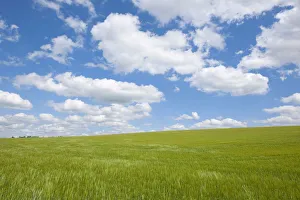 Barley field -Hordeum vulgare- in spring with blue sky and cumulus clouds, Thuringia, Germany Barley field -Hordeum vulgare- in spring with blue sky and cumulus clouds, Thuringia, Germany