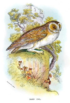 <b class=qtipBold><figcaption>Barn Owl engraving 1896</figcaption></b><br>Lloyd's Natural History - A Hand Book to the Birds of Great Britain by R. Bowlder Sharp - London 1896<br><em>© Roberto A Sanchez</em> Barn Owl engraving 1896