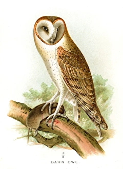 <b class=qtipBold><figcaption>Barn owl lithograph 1897</figcaption></b><br>Diseases of Poultry by Leonard Pearson - Clarence M. Busch, State Printer of Pennsylvania 1897<br><em>© This content is subject to copyright.</em> Barn owl lithograph 1897