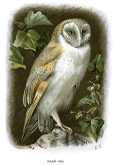 Barn Owl - Tyto alba Barn Owl - Tyto alba