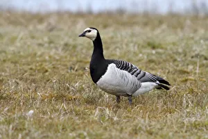 Barnacle Goose -Branta leucopsis- on a meadow, Lauwersmeer National Park, Lauwers Sea Barnacle Goose -Branta leucopsis- on a meadow, Lauwersmeer National Park, Lauwers Sea