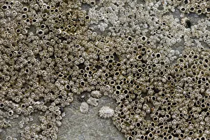 Barnacles -Balanidae- and Limpets -Patellidae- in the surf zone on a rock, Sandoy Barnacles -Balanidae- and Limpets -Patellidae- in the surf zone on a rock, Sandoy