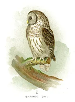 <b class=qtipBold><figcaption>Barred owl lithograph 1897</figcaption></b><br>Diseases of Poultry by Leonard Pearson - Clarence M. Busch, State Printer of Pennsylvania 1897<br><em>© This content is subject to copyright.</em> Barred owl lithograph 1897
