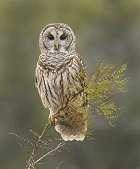 <b class=qtipBold><figcaption>Barred Owl on Perch in Everglades</figcaption></b><br>An attractive owl, with soulful brown eyes and brown-and-white-striped plumage. Originally a bird of the east, during the twentieth century it spread through the Pacific Northwest and southward into California.<br><em>© ©Russell Burden</em> Barred Owl on Perch in Everglades