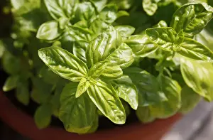 Basil Plant Prints: Basil -Ocimum basilicum-