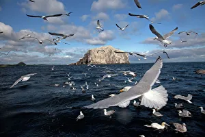 Bass Rock with flock of gannets and seagulls Bass Rock with flock of gannets and seagulls