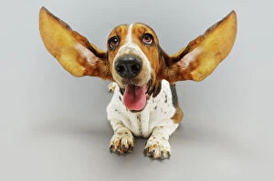 Dogs Collection: Basset Hound with Outstretched Ears