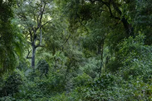 Batoka Gorge forests. Victoria Falls. Zambia Batoka Gorge forests. Victoria Falls. Zambia