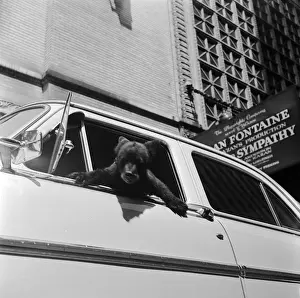 Wildlife Photography Vintage Prints: Bear In Car