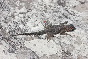 Bearded dragon -Pogona- at Table Mountain, South Africa Bearded dragon -Pogona- at Table Mountain, South Africa
