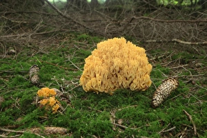 Beautiful Clavaria or Yellow-tipped Coral Fungus (Ramaria formosa), Allgaeu, Bavaria Beautiful Clavaria or Yellow-tipped Coral Fungus (Ramaria formosa), Allgaeu, Bavaria