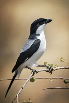 Beautiful Close Up of a Taita Fiscal Shrike Bird Against Golden Background at Samburu Beautiful Close Up of a Taita Fiscal Shrike Bird Against Golden Background at Samburu