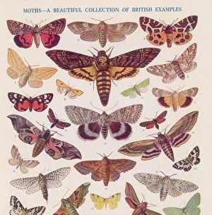 A Beautiful Collection A Beautiful Collection