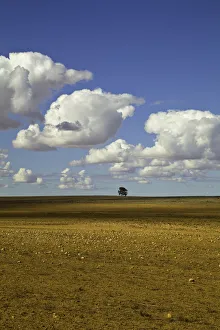 Beautiful cumulus clouds and lone tree, Australia Beautiful cumulus clouds and lone tree, Australia
