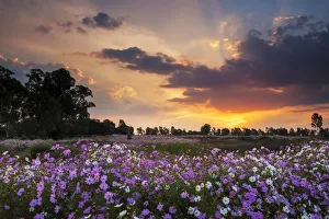 Beautiful Pink and White Wild Cosmos Wild Flowers Blooming in a Large Field at Sunset, Magaliesburg, Gauteng Province Beautiful Pink and White Wild Cosmos Wild Flowers Blooming in a Large Field at Sunset, Magaliesburg, Gauteng Province