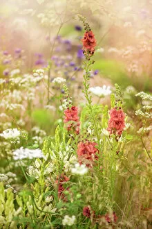 Images Dated 18th July 2018: Beautiful summer flowers in hazy sunshine including Verbascum and Queen Anne's lace