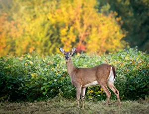 Beautiful White Tailed Deer Against Fall Colors in Pennsylvania Beautiful White Tailed Deer Against Fall Colors in Pennsylvania