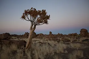 beauty in nature, clear sky, devils playground, dolerite, dusk, grass area, horizon over land beauty in nature, clear sky, devils playground, dolerite, dusk, grass area, horizon over land