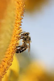 Bee -Apiformes- on a sunflower -Helantus- Bee -Apiformes- on a sunflower -Helantus-