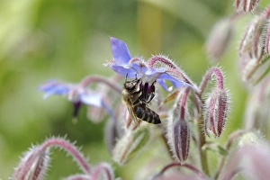 Bee -Apis sp.- on Borage -Borago officinalis-, Baden-Wuerttemberg, Germany, Europe Bee -Apis sp.- on Borage -Borago officinalis-, Baden-Wuerttemberg, Germany, Europe