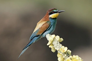 Bee-eater -Merops apiaster- on mullein flower, Lake Kerkini region, Greece, Europe Bee-eater -Merops apiaster- on mullein flower, Lake Kerkini region, Greece, Europe