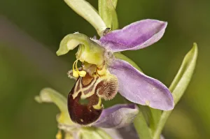 Bee Orchid -Ophrys apivera-, single flower, Neresheim, Baden-Wurttemberg, Germany Bee Orchid -Ophrys apivera-, single flower, Neresheim, Baden-Wurttemberg, Germany