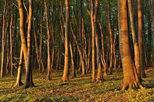 Beech -Fagus sylvatica- forest in the early morning light Beech -Fagus sylvatica- forest in the early morning light