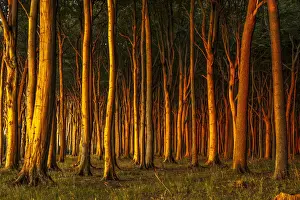 Atmospheric Nature Photography Prints: Beech forest in evening light, ghost forest