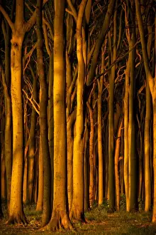 Ghost Forest Germany Prints: Beech forest in evening light, ghost forest