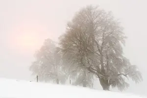 Wind-Shaped Beech Trees Print, Mt Schauinsland Germany