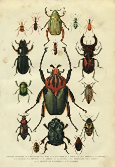 Beetle insect illustration 1881 Beetle insect illustration 1881