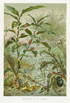 Beetles in a flood chromolithograph 1896 Beetles in a flood chromolithograph 1896