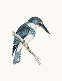 Belted kingfisher bird Belted kingfisher bird